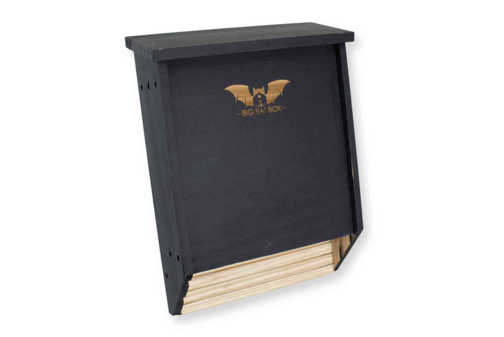 Bat Box Design UK
